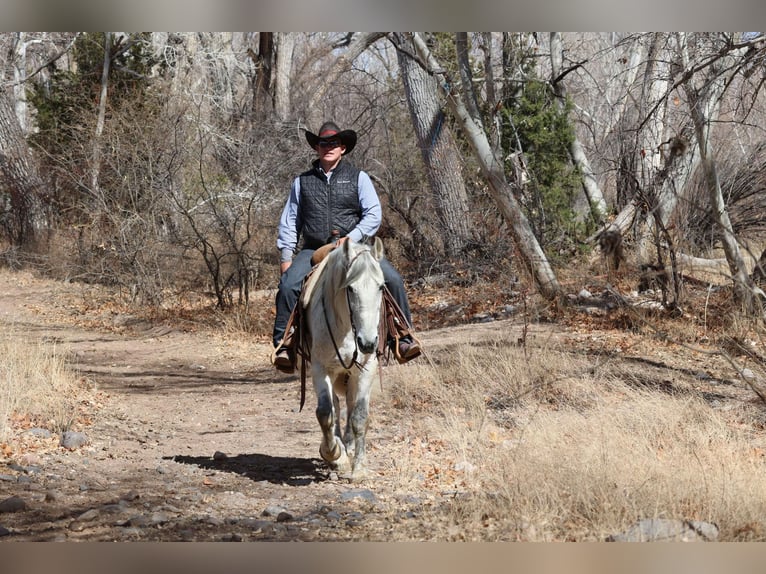 American Quarter Horse Ruin 10 Jaar 155 cm Schimmel in Camp Verde AZ