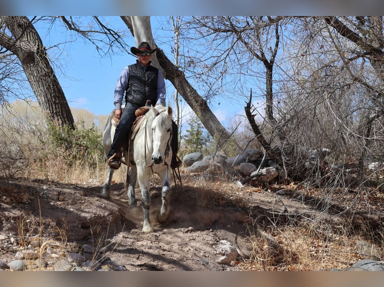 American Quarter Horse Ruin 10 Jaar 155 cm Schimmel in Camp Verde AZ