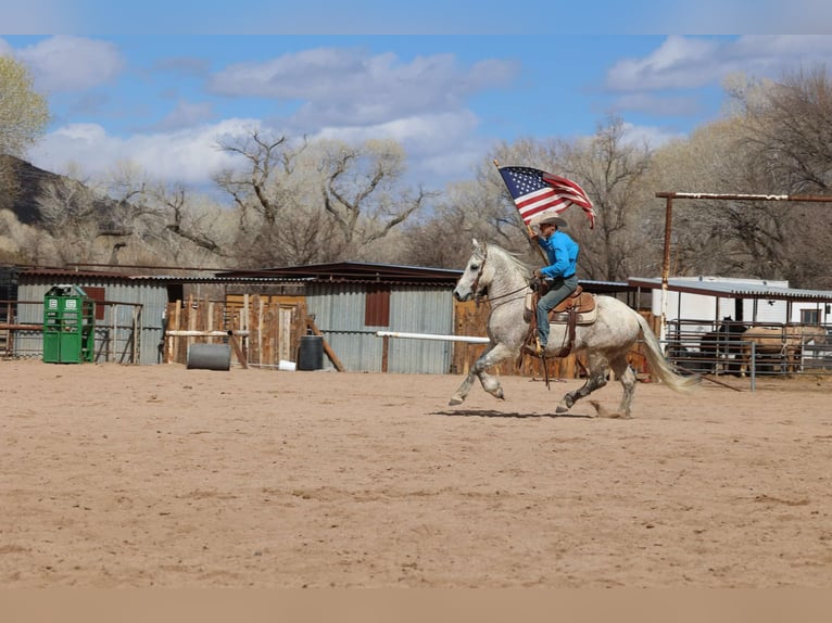 American Quarter Horse Ruin 10 Jaar 155 cm Schimmel in Camp Verde AZ