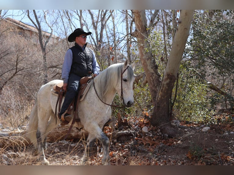 American Quarter Horse Ruin 10 Jaar 155 cm Schimmel in Camp Verde AZ