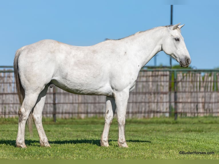 American Quarter Horse Ruin 10 Jaar 155 cm Schimmel in Weatherford TX