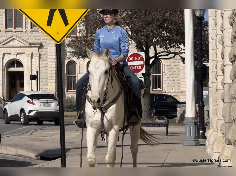 American Quarter Horse Ruin 10 Jaar 155 cm Schimmel in Weatherford TX