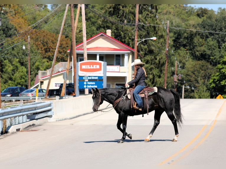American Quarter Horse Ruin 10 Jaar 155 cm Zwart in Clarion