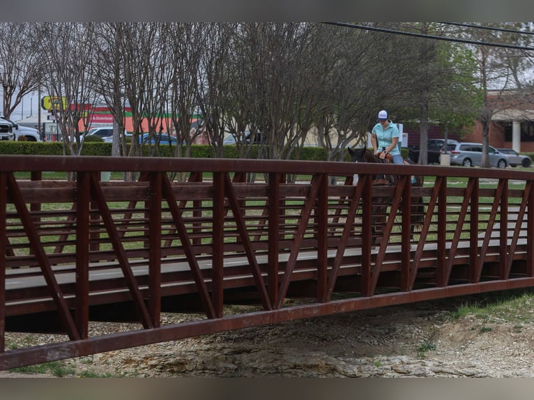 American Quarter Horse Ruin 10 Jaar 155 cm Zwart in Rusk Tx