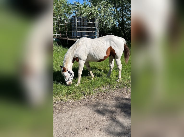 American Quarter Horse Ruin 10 Jaar 156 cm Gevlekt-paard in Berlin