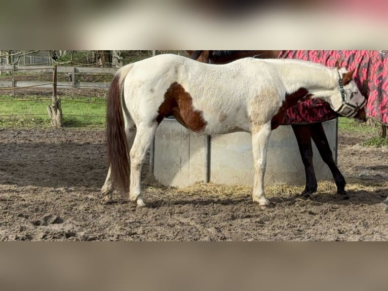 American Quarter Horse Ruin 10 Jaar 156 cm Gevlekt-paard in Berlin