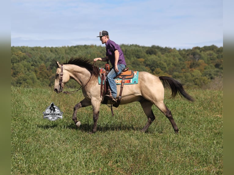 American Quarter Horse Ruin 10 Jaar 157 cm Buckskin in Mount Vernon KY