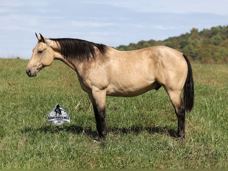 American Quarter Horse Ruin 10 Jaar 157 cm Buckskin in Mount Vernon KY
