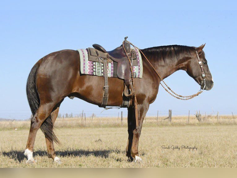 American Quarter Horse Ruin 10 Jaar 157 cm Donkere-vos in Fairbank IA