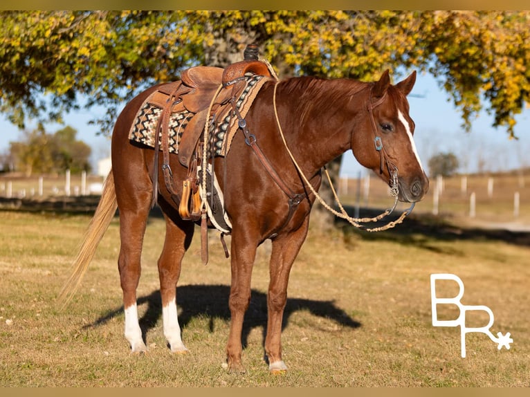 American Quarter Horse Ruin 10 Jaar 157 cm Donkere-vos in Mountain Grove MO