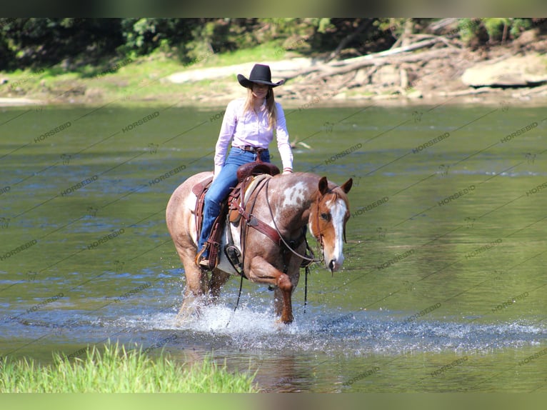 American Quarter Horse Ruin 10 Jaar 157 cm Gevlekt-paard in Clarion