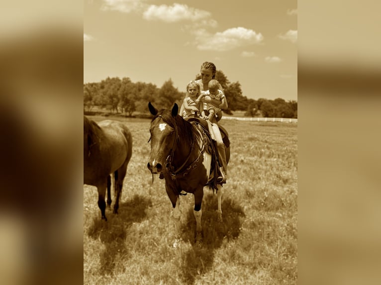 American Quarter Horse Ruin 10 Jaar 157 cm Gevlekt-paard in Fort Collins