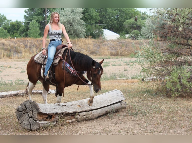 American Quarter Horse Ruin 10 Jaar 157 cm Gevlekt-paard in Fort Collins