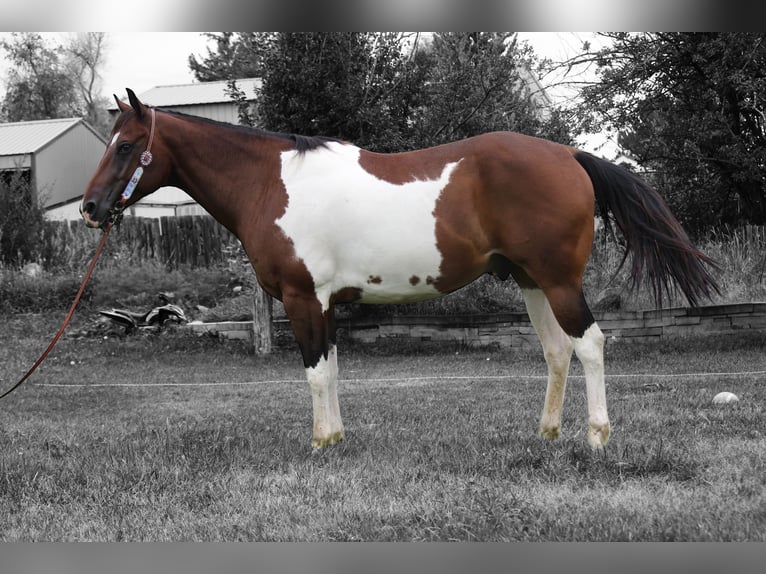 American Quarter Horse Ruin 10 Jaar 157 cm Gevlekt-paard in Fort Collins
