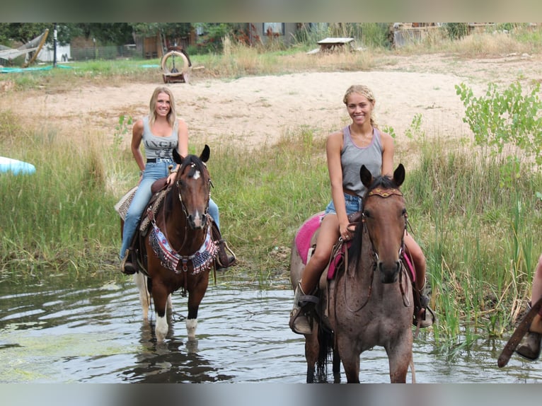 American Quarter Horse Ruin 10 Jaar 157 cm Gevlekt-paard in Fort Collins