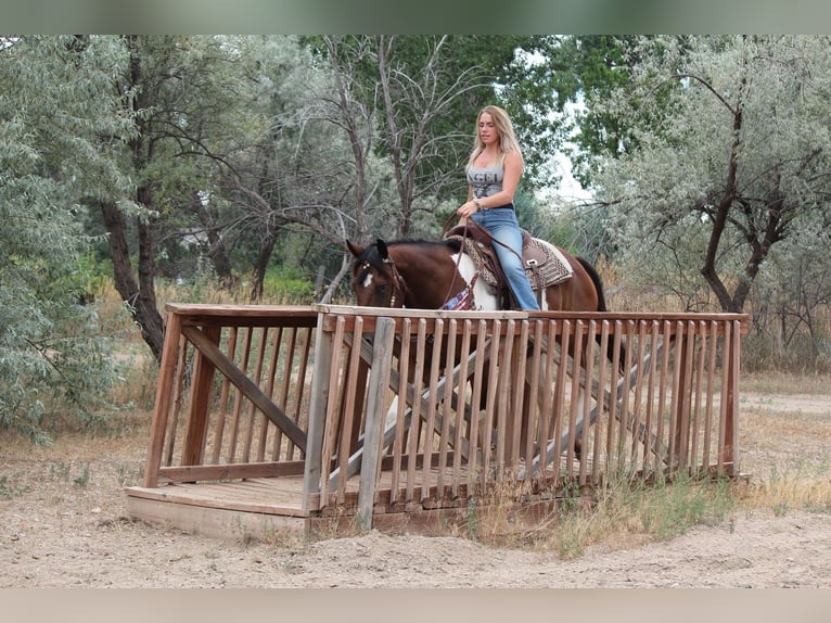 American Quarter Horse Ruin 10 Jaar 157 cm Gevlekt-paard in Fort Collins