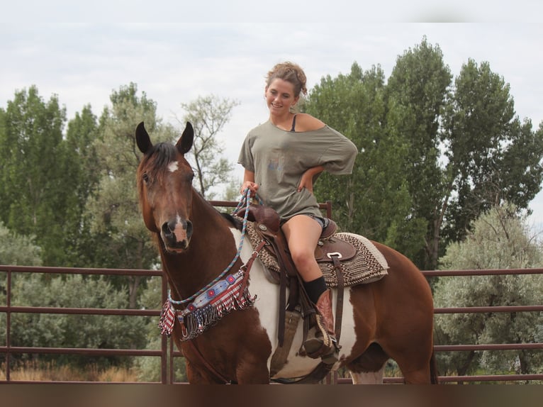 American Quarter Horse Ruin 10 Jaar 157 cm Gevlekt-paard in Fort Collins