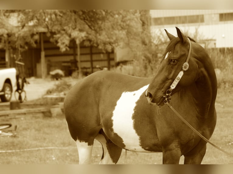 American Quarter Horse Ruin 10 Jaar 157 cm Gevlekt-paard in Fort Collins