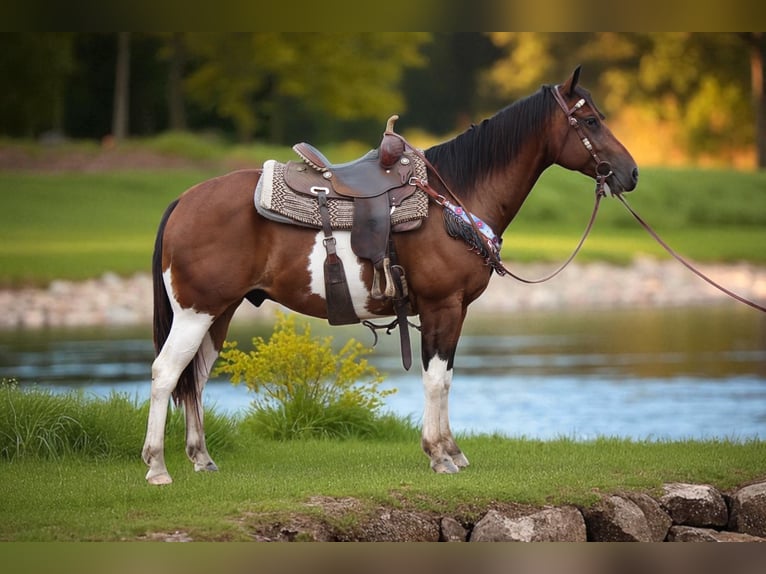 American Quarter Horse Ruin 10 Jaar 157 cm Gevlekt-paard in Fort Collins
