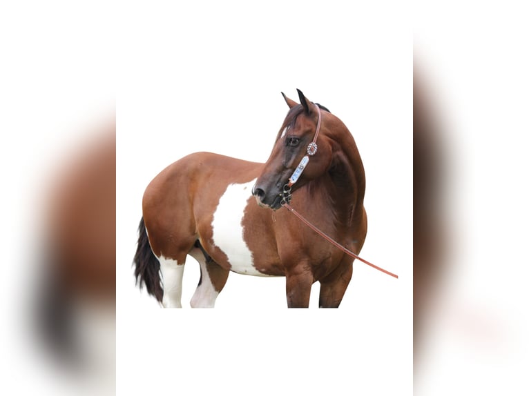 American Quarter Horse Ruin 10 Jaar 157 cm Gevlekt-paard in Fort Collins