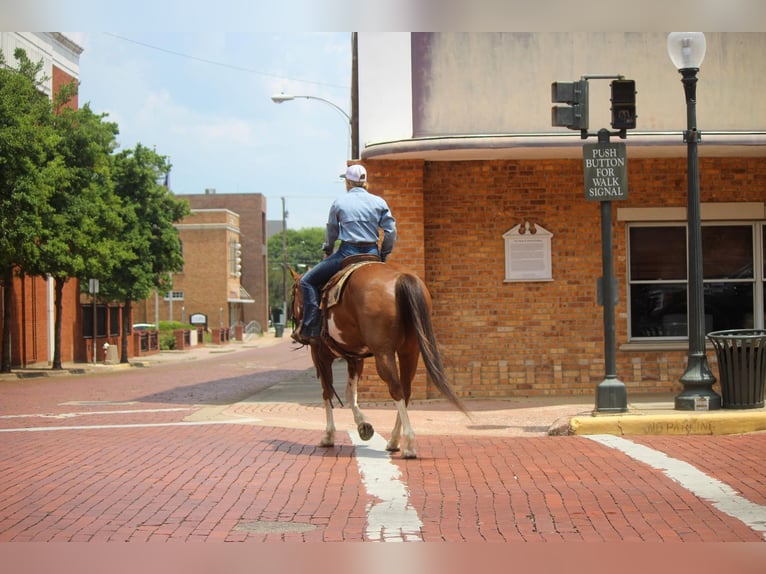 American Quarter Horse Ruin 10 Jaar 157 cm Overo-alle-kleuren in Rusk TX