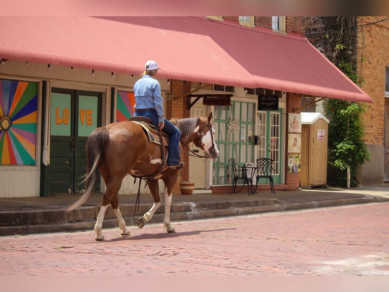 American Quarter Horse Ruin 10 Jaar 157 cm Overo-alle-kleuren in Rusk TX