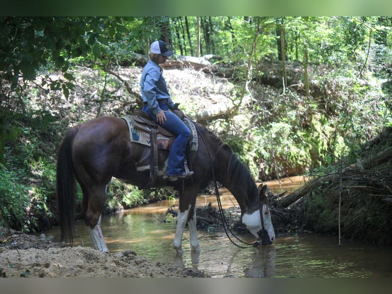 American Quarter Horse Ruin 10 Jaar 157 cm Overo-alle-kleuren in Rusk TX