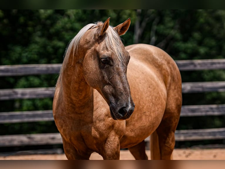 American Quarter Horse Ruin 10 Jaar 157 cm Palomino in Clover