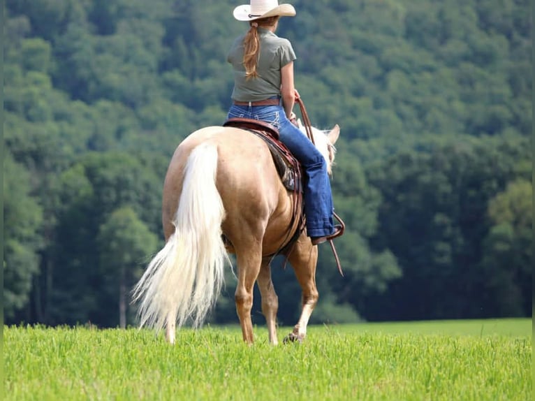 American Quarter Horse Ruin 10 Jaar 157 cm Palomino in Clover