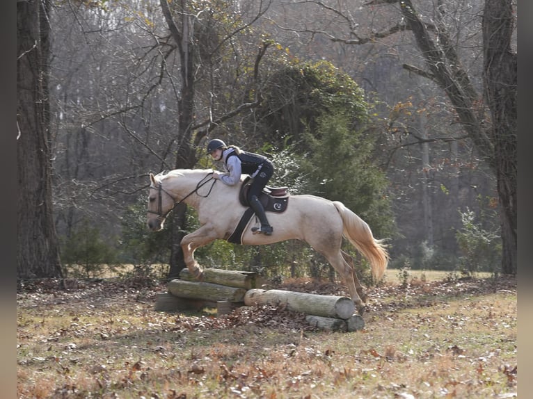 American Quarter Horse Ruin 10 Jaar 157 cm Palomino in Clover