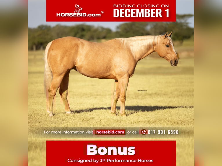 American Quarter Horse Ruin 10 Jaar 157 cm Palomino in Weatherford