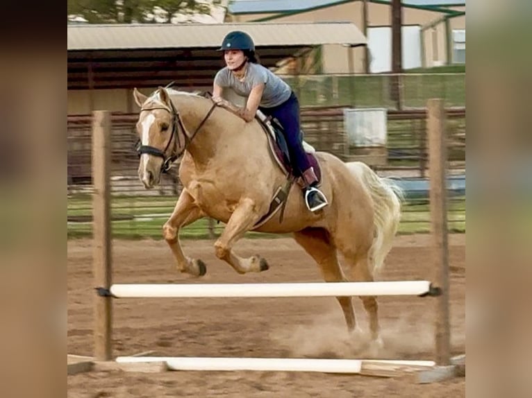 American Quarter Horse Ruin 10 Jaar 157 cm Palomino in Weatherford