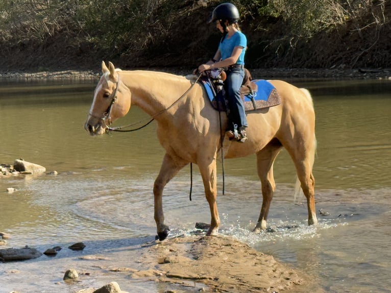 American Quarter Horse Ruin 10 Jaar 157 cm Palomino in Weatherford