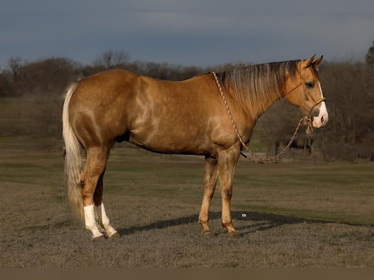 American Quarter Horse Ruin 10 Jaar 157 cm Palomino in Weatherford, TX