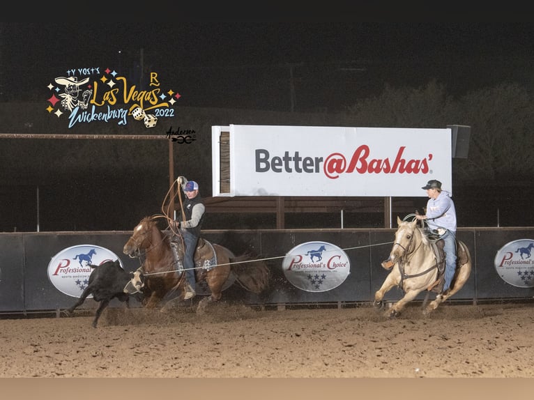 American Quarter Horse Ruin 10 Jaar 157 cm Palomino in Weatherford