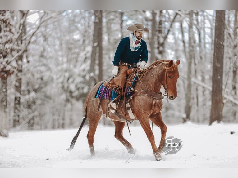 American Quarter Horse Ruin 10 Jaar 157 cm in Lyles, TN