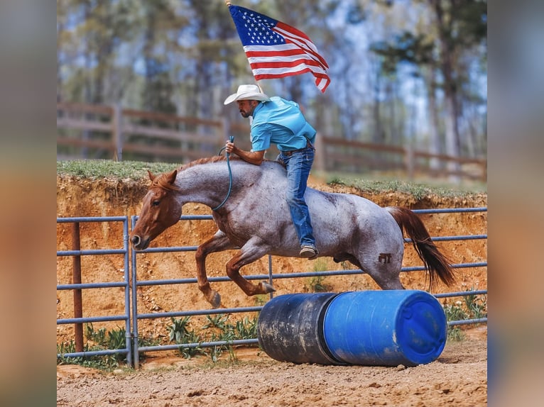 American Quarter Horse Ruin 10 Jaar 157 cm in Lyles, TN