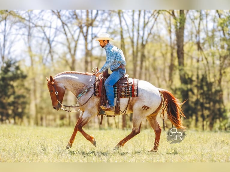American Quarter Horse Ruin 10 Jaar 157 cm in Lyles, TN