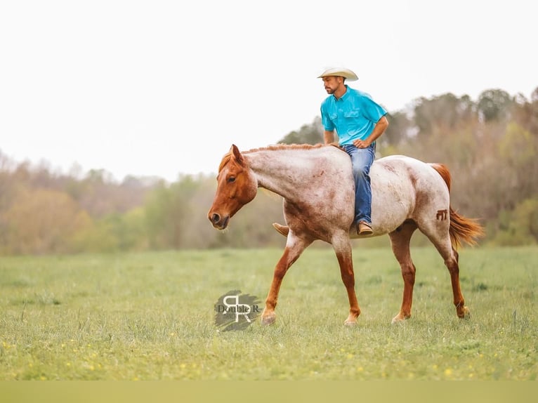 American Quarter Horse Ruin 10 Jaar 157 cm in Lyles, TN