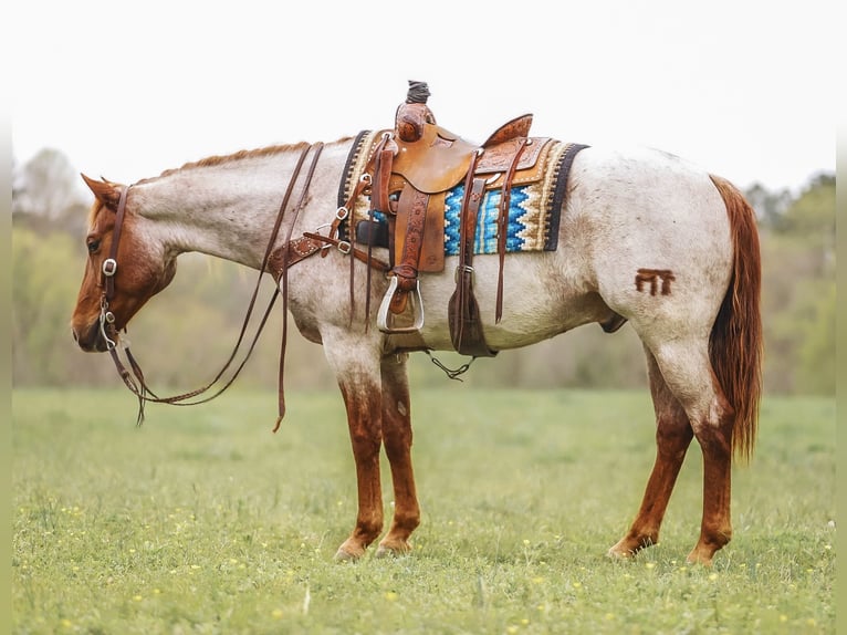 American Quarter Horse Ruin 10 Jaar 157 cm in Lyles, TN