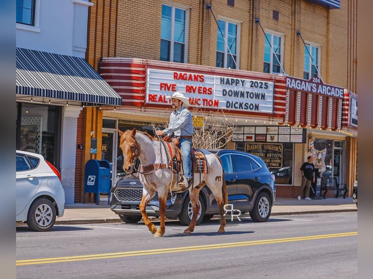American Quarter Horse Ruin 10 Jaar 157 cm in Lyles, TN