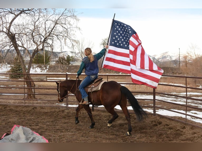 American Quarter Horse Ruin 10 Jaar 157 cm Roodbruin in Fort Collins, CO