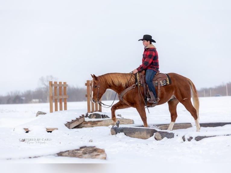 American Quarter Horse Ruin 10 Jaar 157 cm Roodvos in La Grange