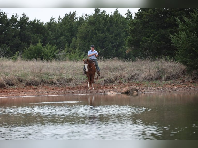 American Quarter Horse Ruin 10 Jaar 157 cm Roodvos in Ripley
