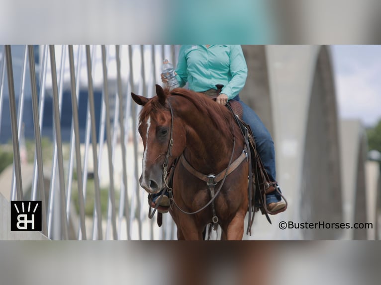 American Quarter Horse Ruin 10 Jaar 157 cm Roodvos in Weatherford, TX