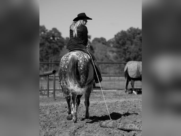 American Quarter Horse Ruin 10 Jaar 157 cm Schimmel in Huntsville TX