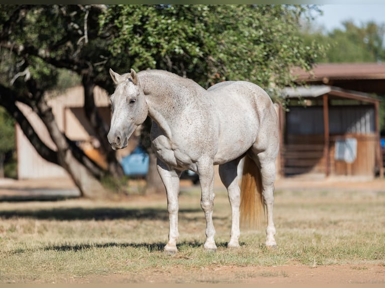 American Quarter Horse Ruin 10 Jaar 157 cm Schimmel in Bridgeport, TX