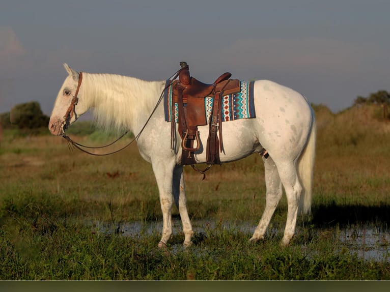 American Quarter Horse Mix Ruin 10 Jaar 157 cm Schimmel in Waterford