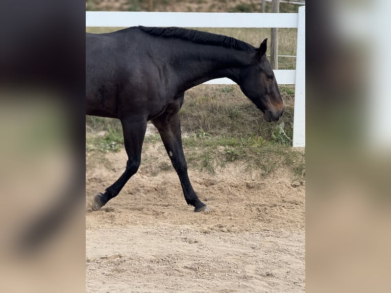 American Quarter Horse Ruin 10 Jaar 158 cm Bruin in Paderborn