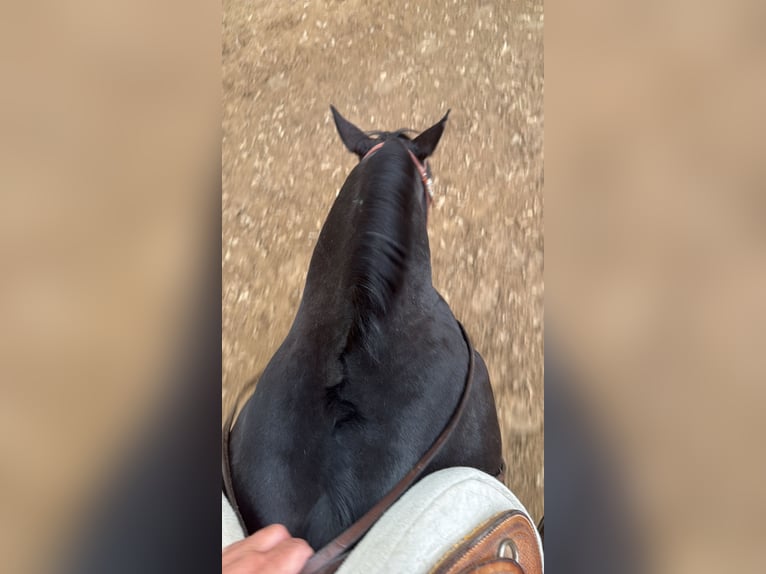 American Quarter Horse Ruin 10 Jaar 158 cm Bruin in Delligsen